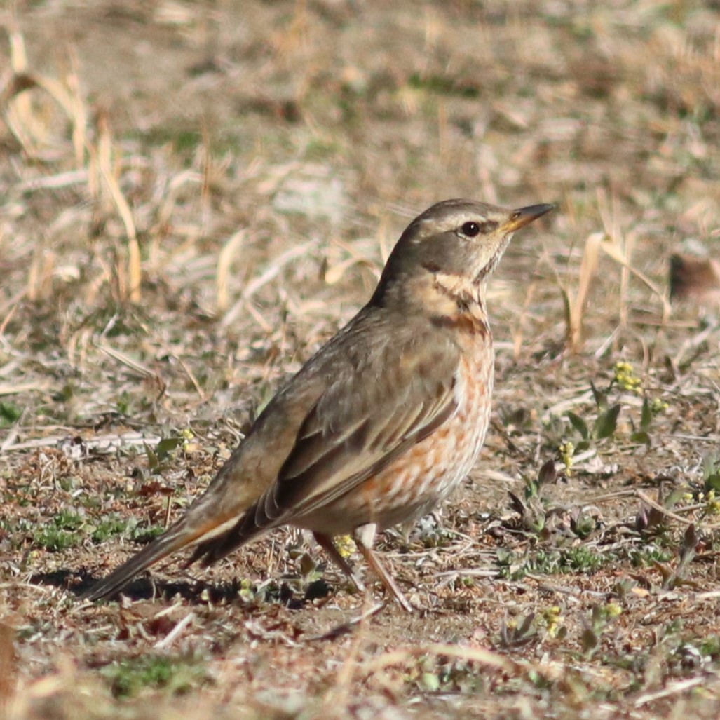ハチジョウツグミとは